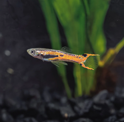 Red Scarlet Endler (Males)
