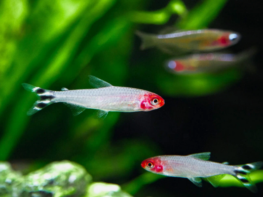 Rummy Nose Tetra