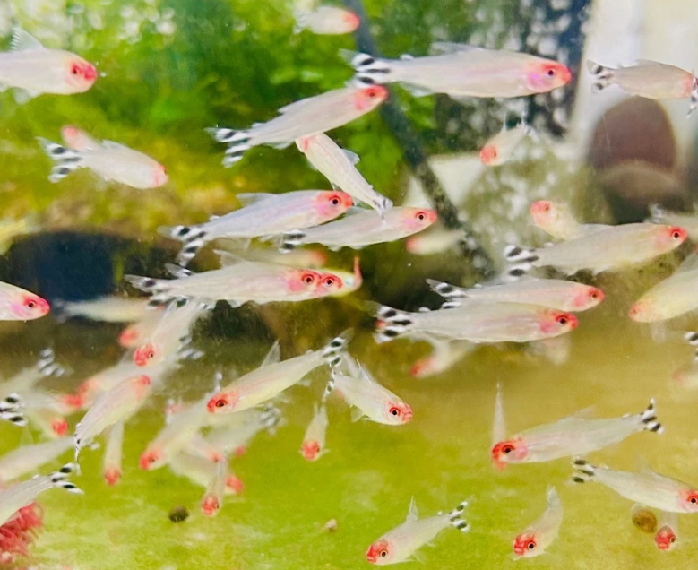 Rummy Nose Tetra