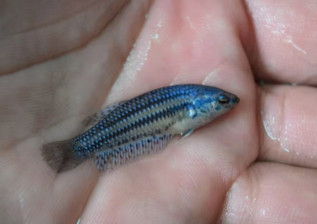 Blue Alien Betta