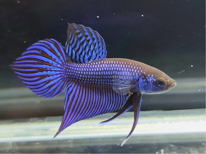 Blue Alien Betta