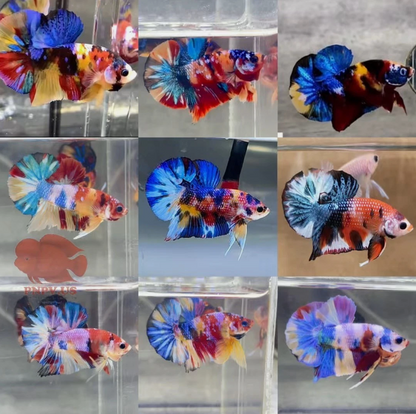 Galaxy Betta (Random Pick)