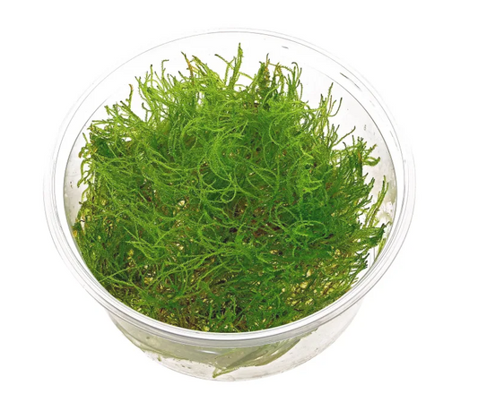 Taiwan Moss