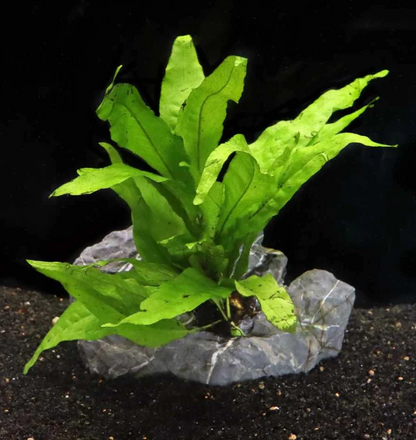 Java Fern