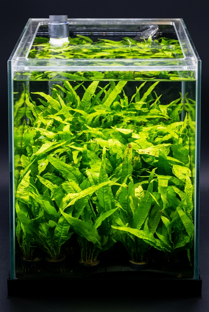 Java Fern