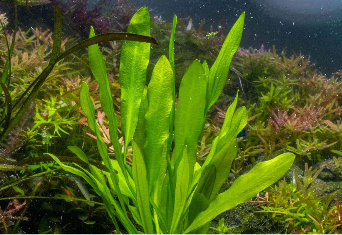 Ruffle Sword (Echinodorus Martii)