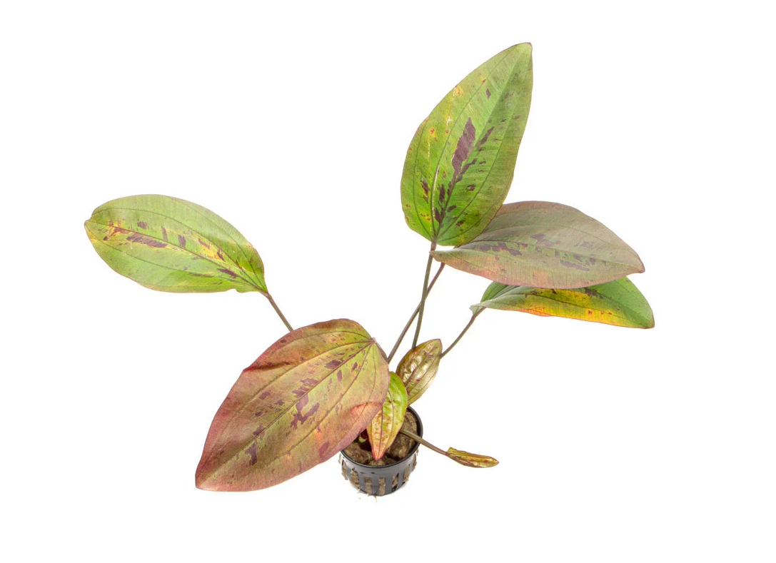 Ozelot Red Sword (Echinodorus Ozelot)