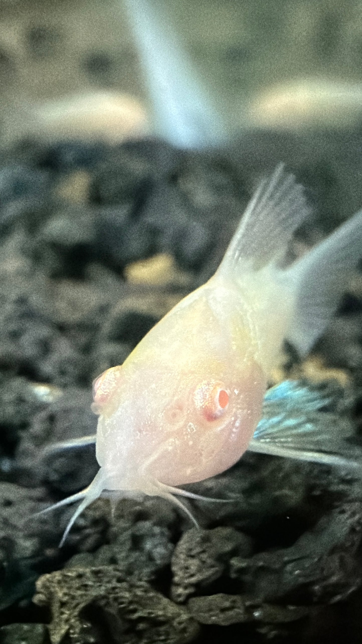 Albino Cory Catfish (Corydoras)