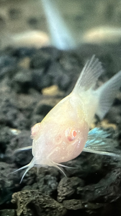 Albino Cory Catfish (Corydoras)