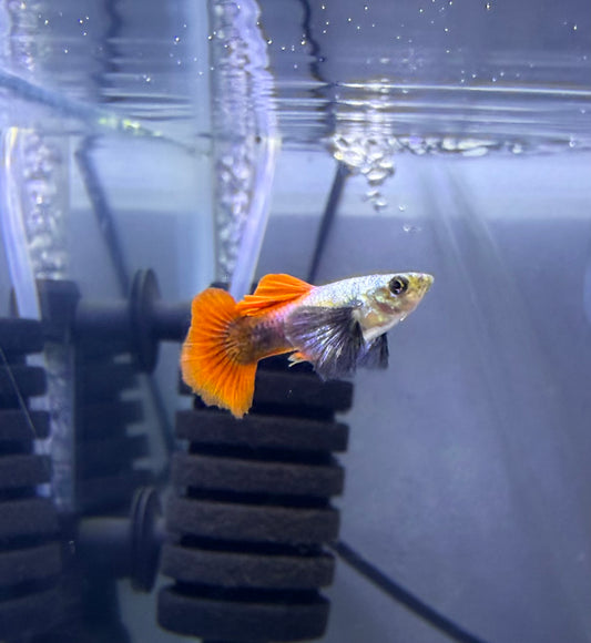 Platinum Redtail Dumbo Ear Guppy