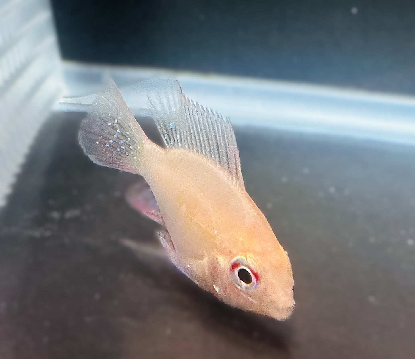 Gold Ram Cichlid
