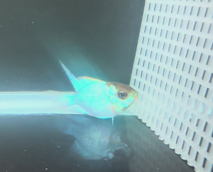 Electric Blue Rams