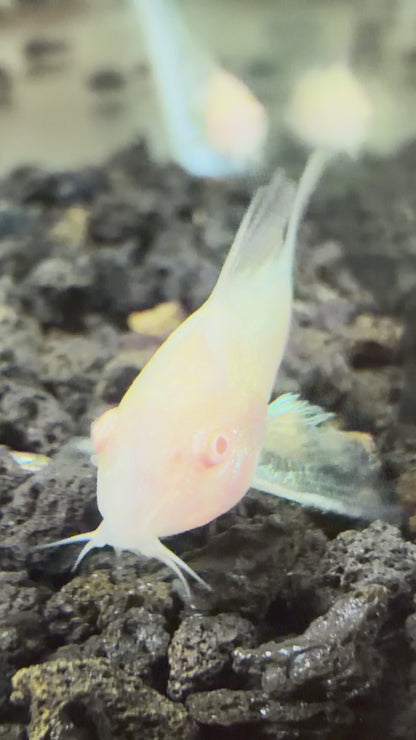 Albino Cory Catfish (Corydoras)