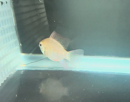 Gold Ram Cichlid