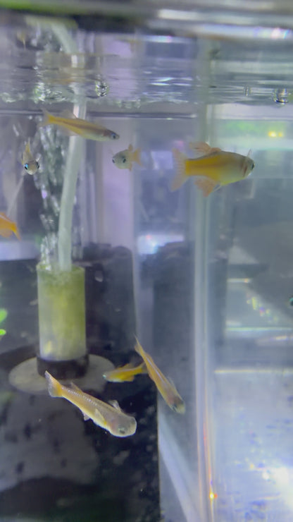 Red Neon Blue Eye Rainbowfish