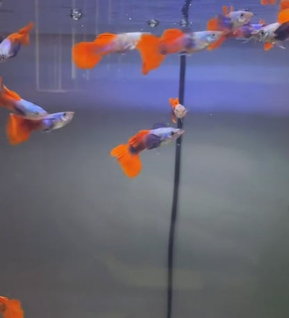 Platinum Redtail Dumbo Ear Guppy