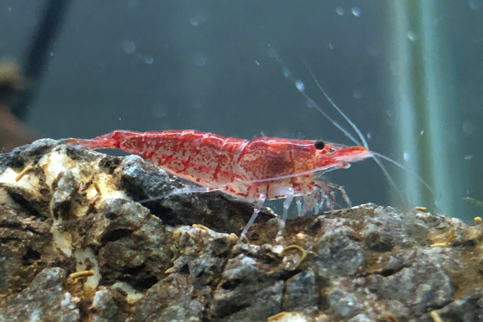 Cherry Shrimp