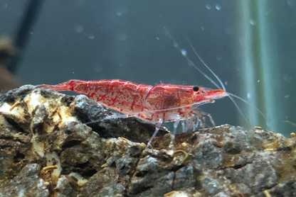 Cherry Shrimp