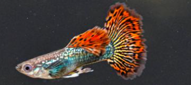 Red Dragon Guppy