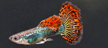 Red Dragon Guppy