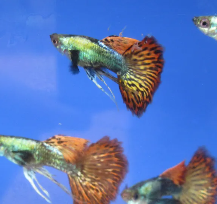 Red Dragon Guppy